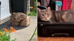 Senior Cat Found Sleeping On Amazon Package Gets A Foster Home